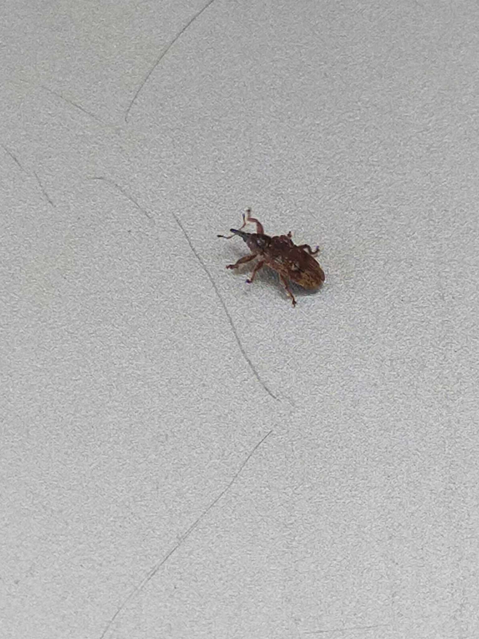 Bradybatus creutzeri