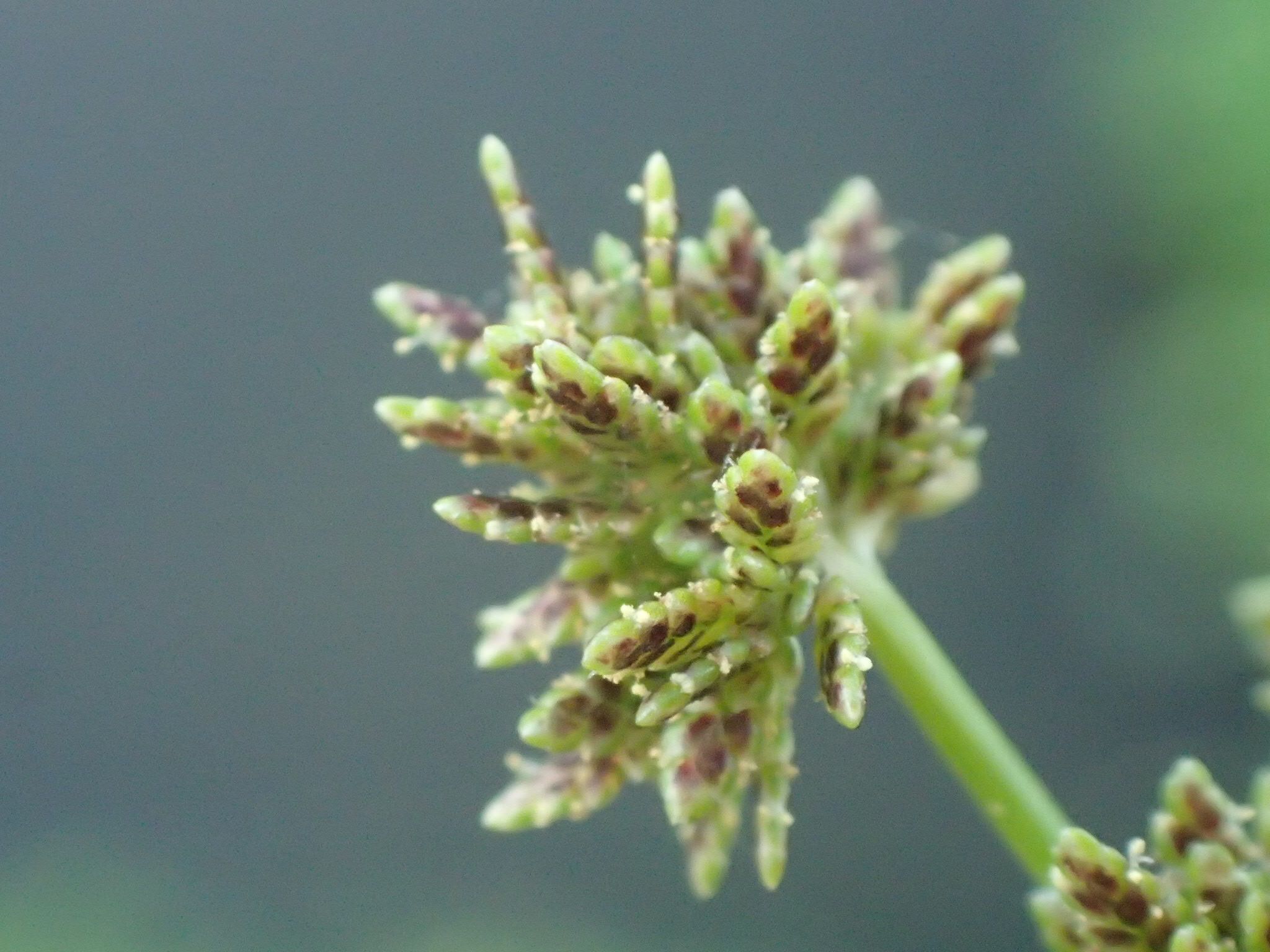 Cyperus difformis