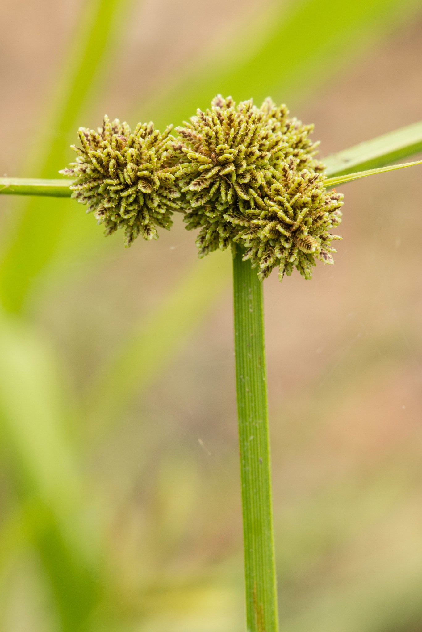 Cyperus difformis