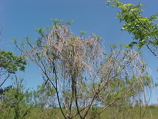 Caryedes brasiliensis