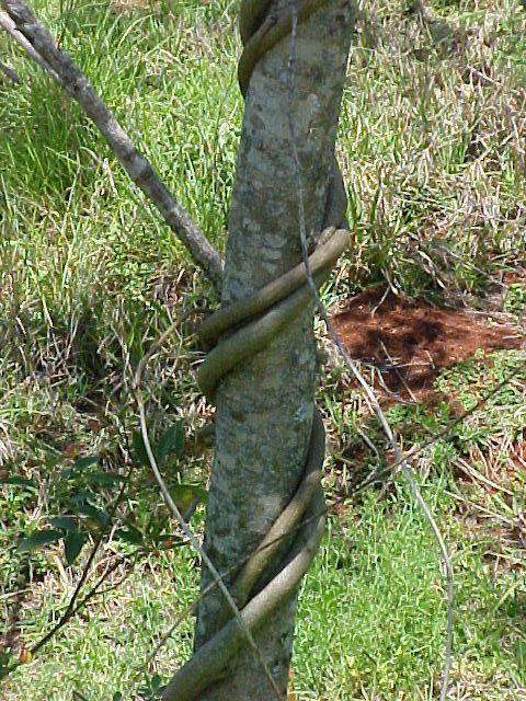 Caryedes brasiliensis