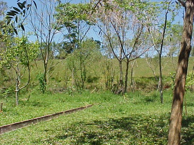 Caryedes brasiliensis