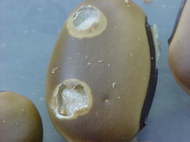 Caryedes brasiliensis