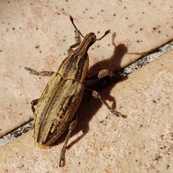 Mecaspis alternans