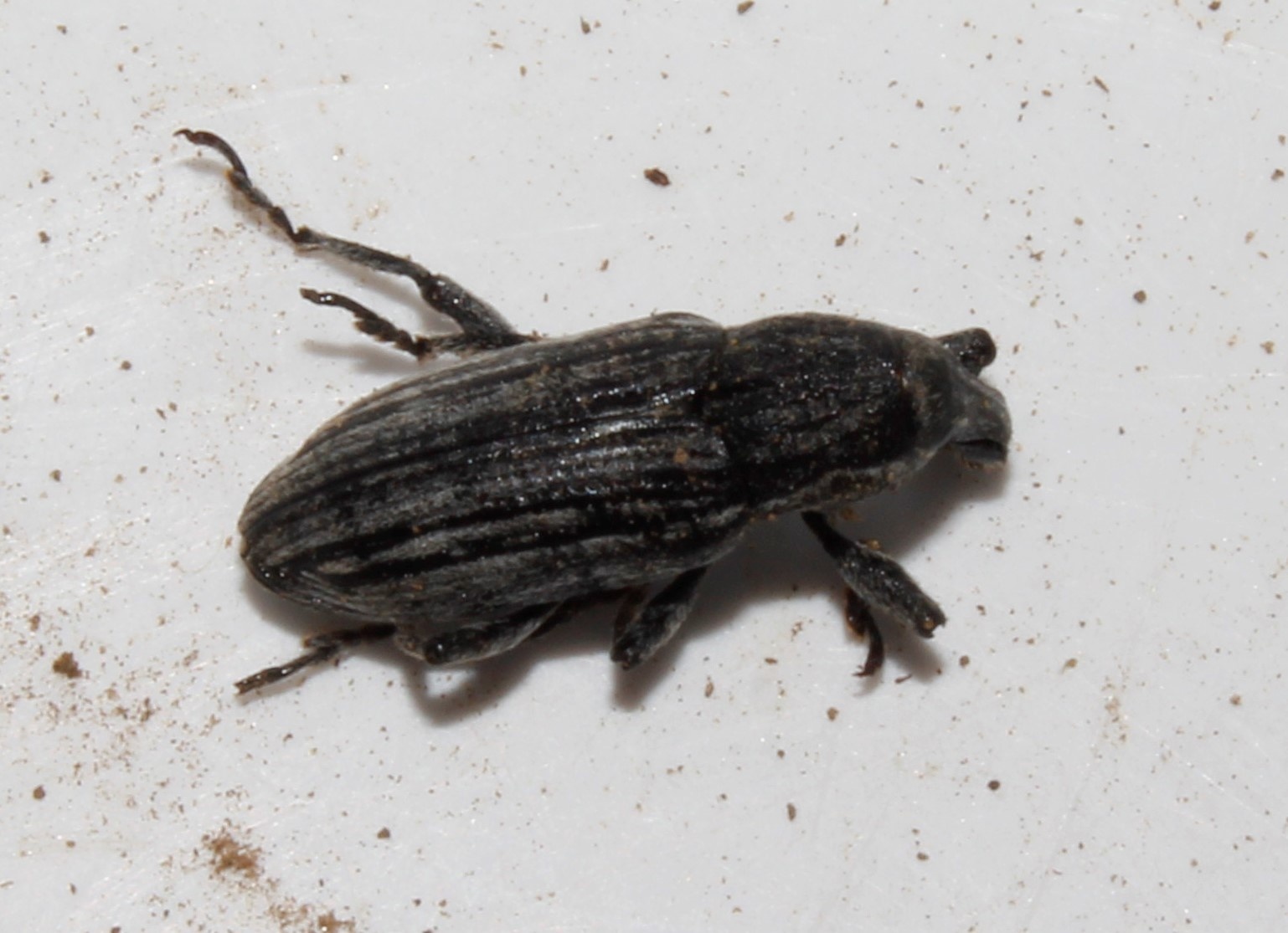 Mecaspis alternans