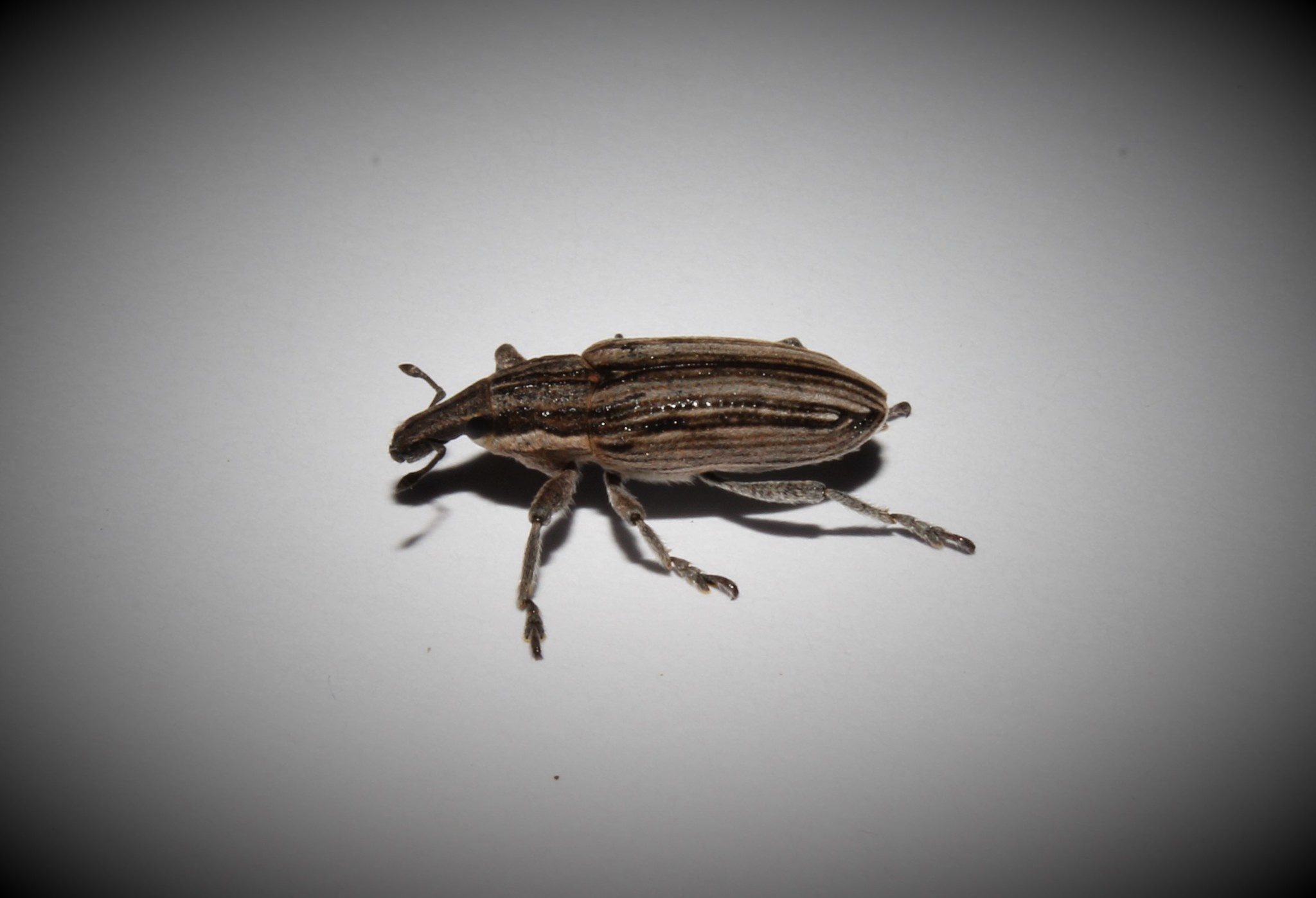 Mecaspis alternans