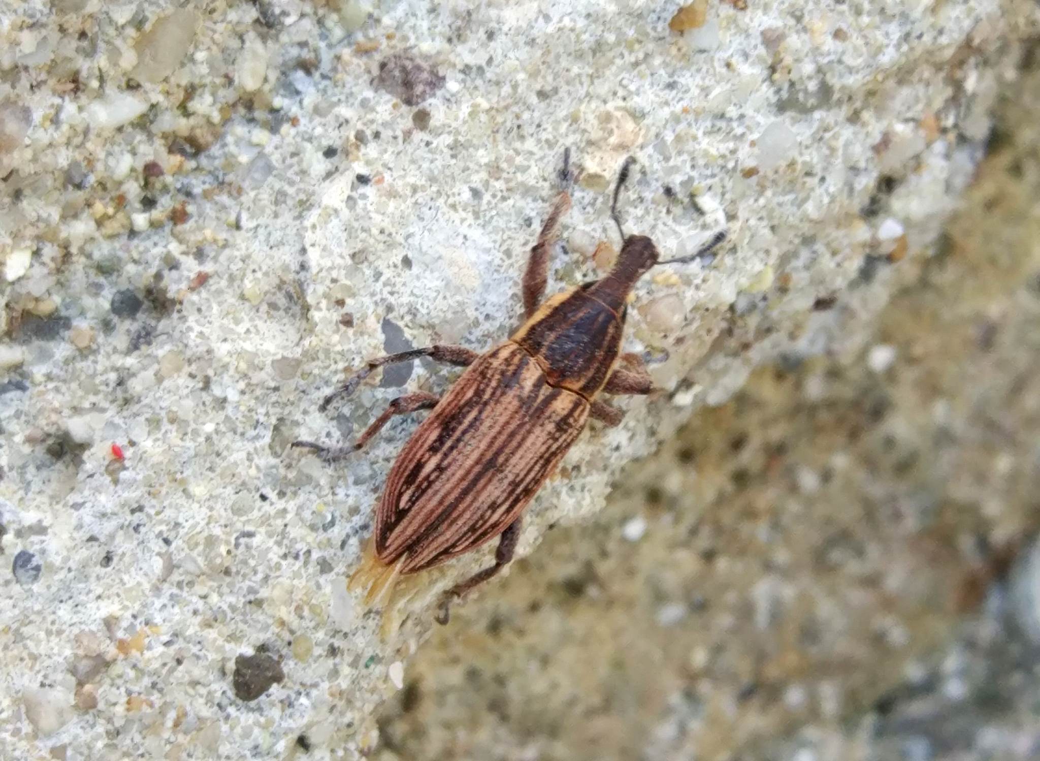 Mecaspis alternans