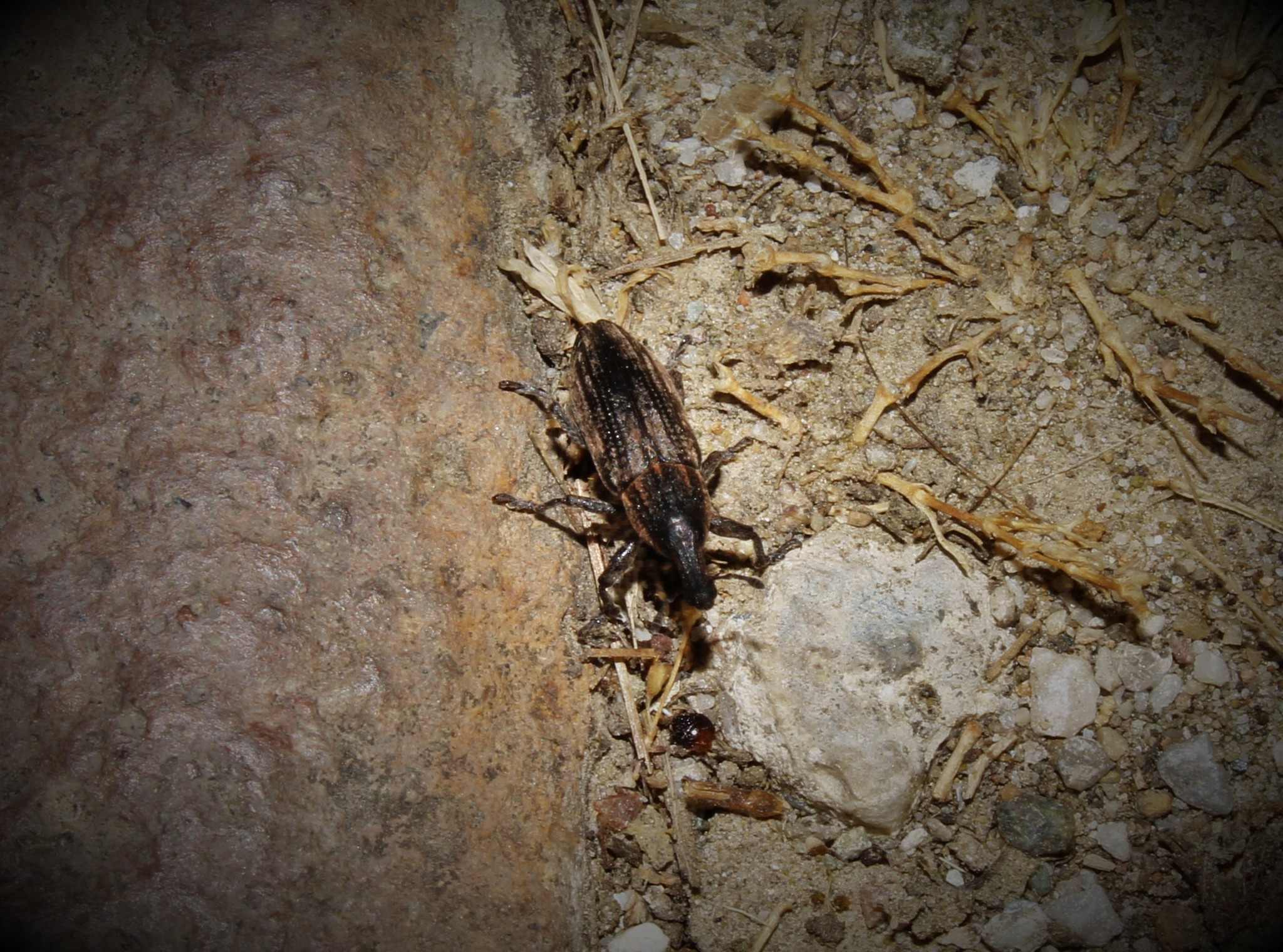 Mecaspis alternans