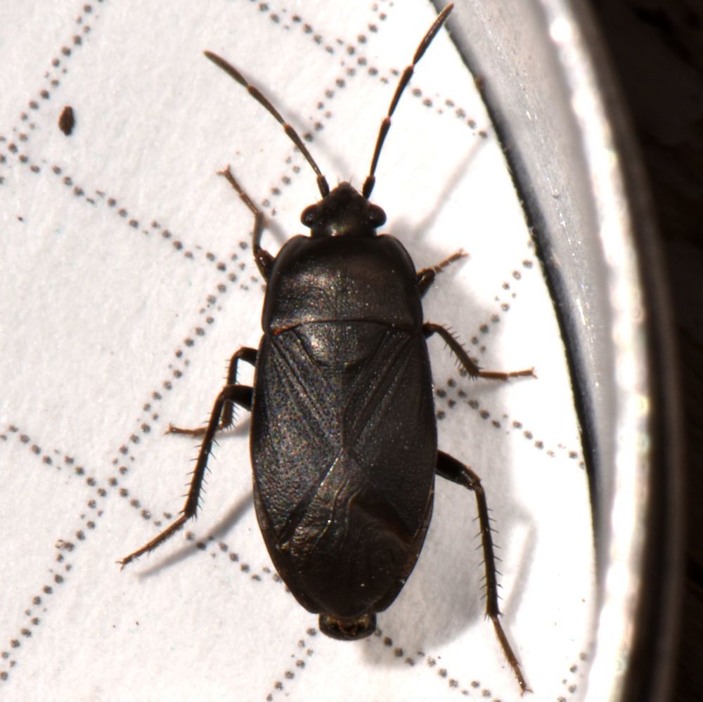 Atrazonotus