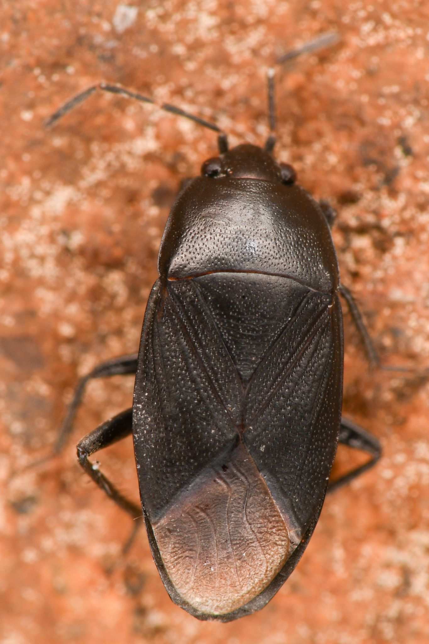 Atrazonotus