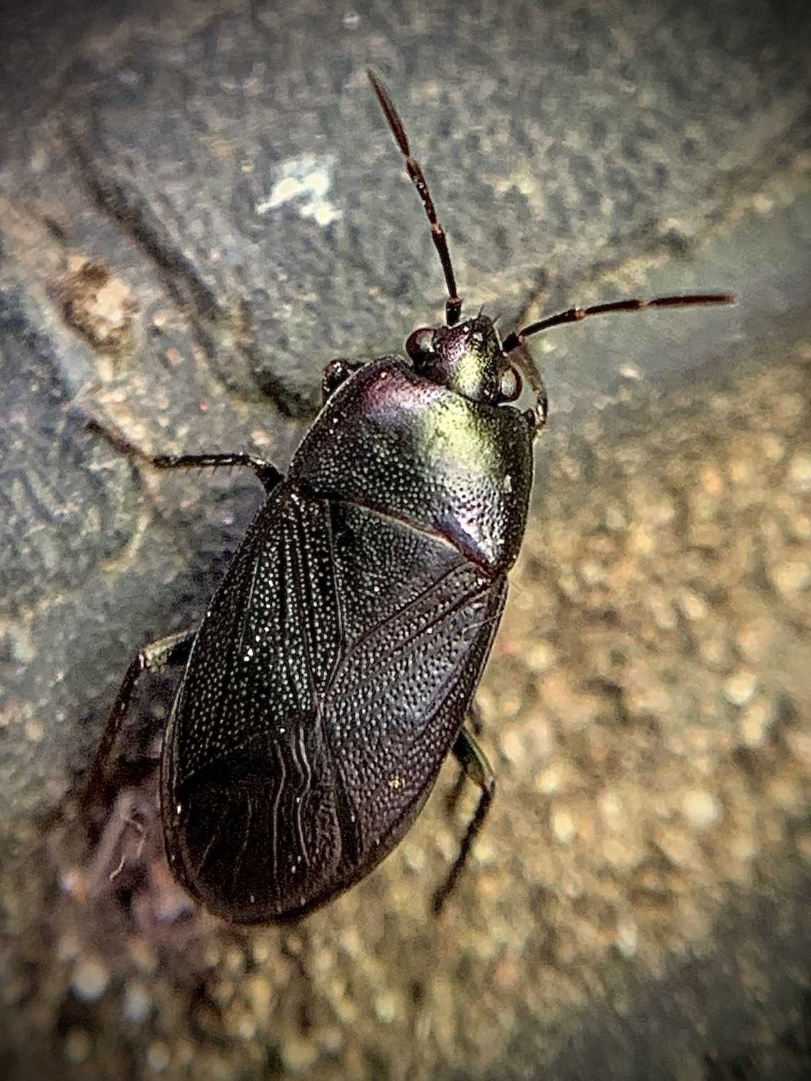 Atrazonotus