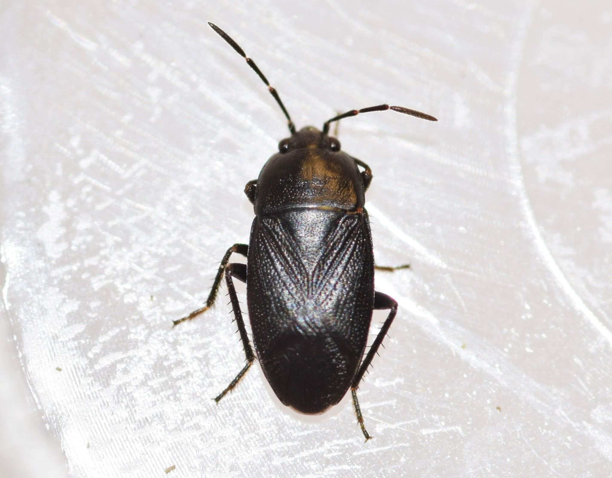 Atrazonotus