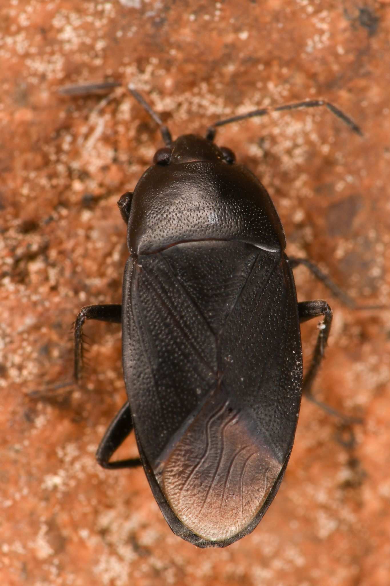 Atrazonotus