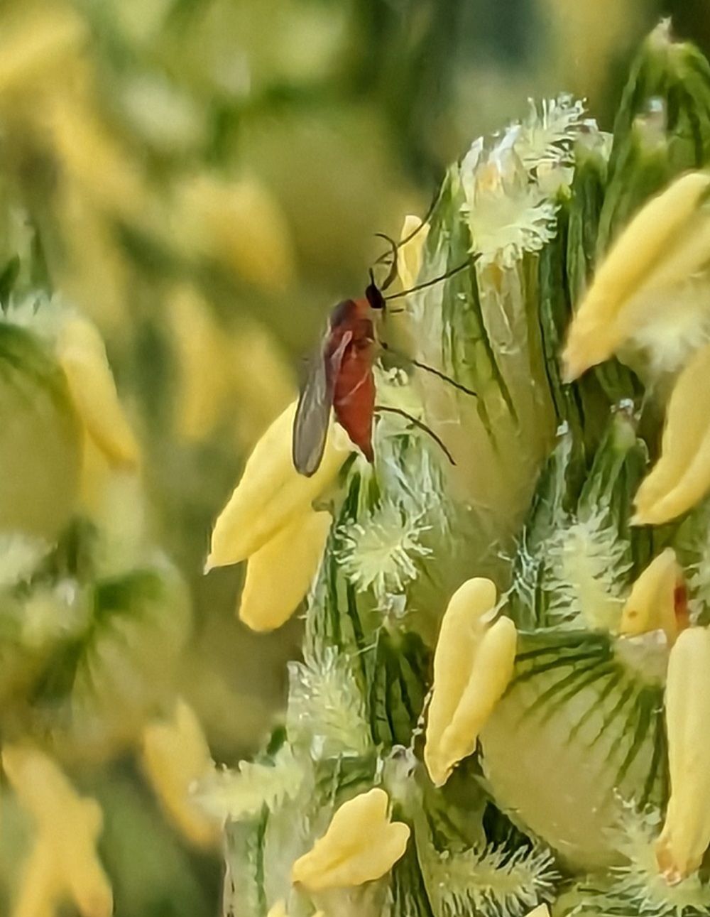 Stenodiplosis sorghicola