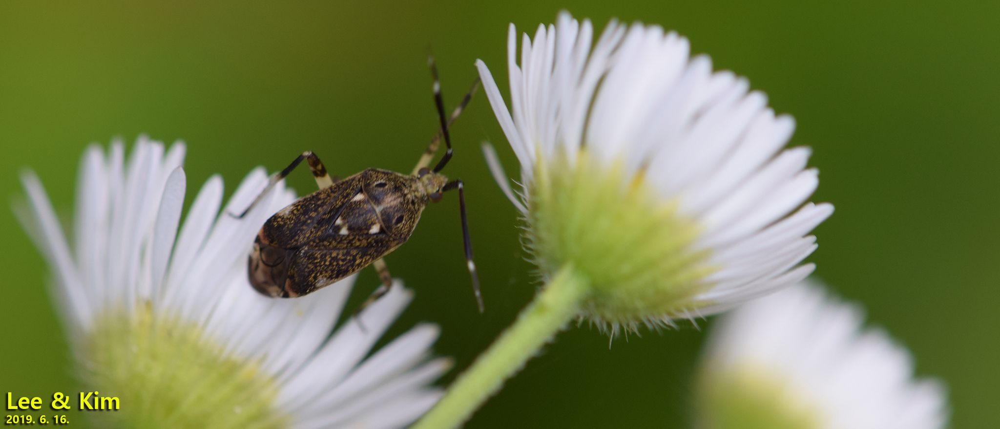 Eurystylus
