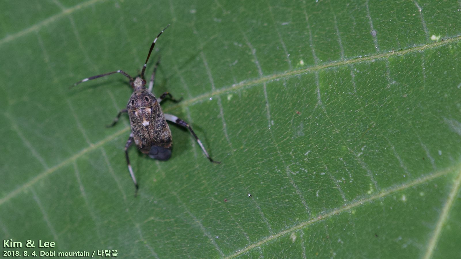 Eurystylus