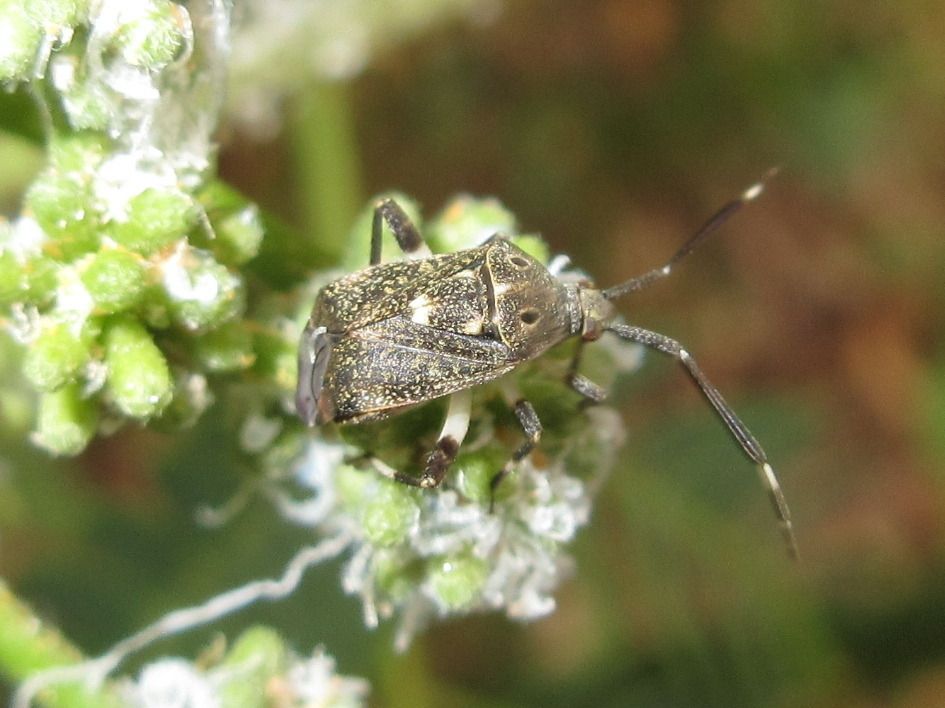 Eurystylus
