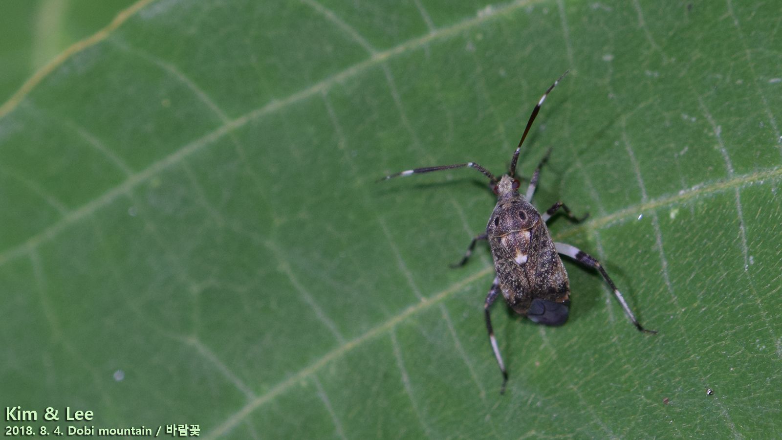Eurystylus