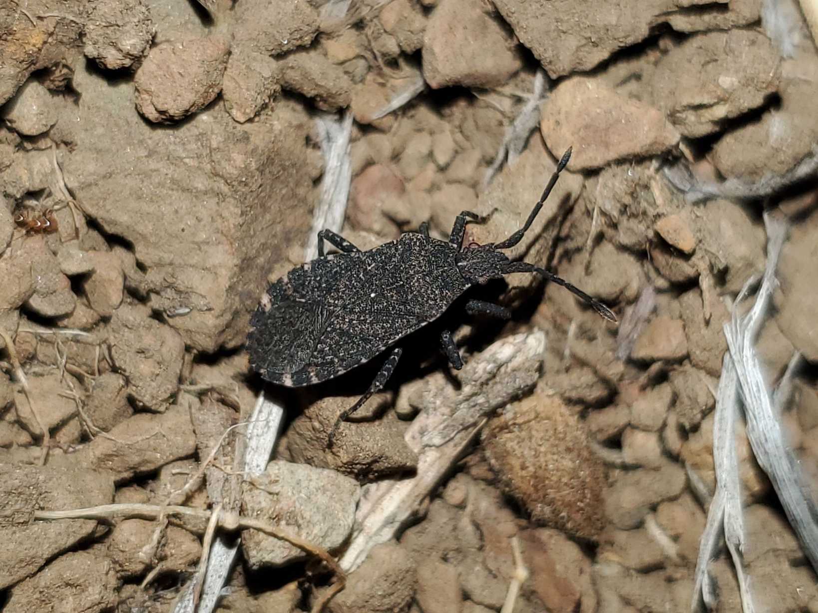 Vazquezitocoris
