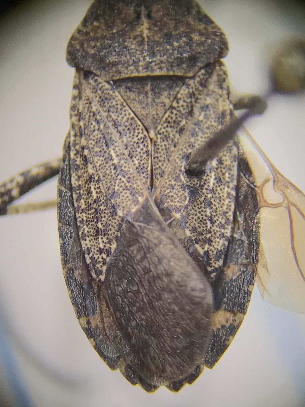 Vazquezitocoris