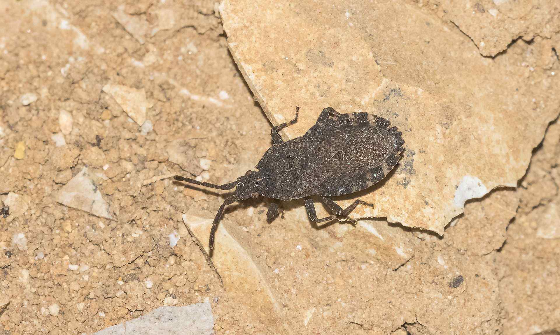 Vazquezitocoris