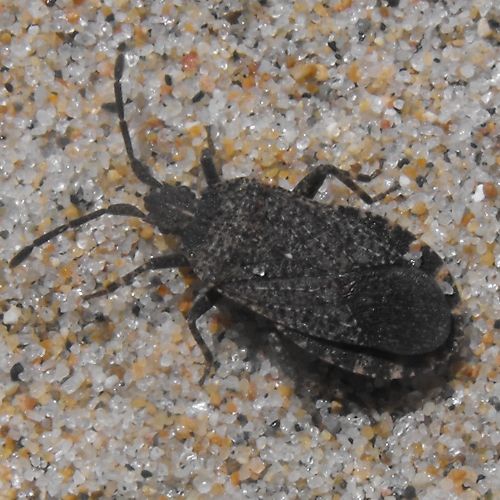 Vazquezitocoris