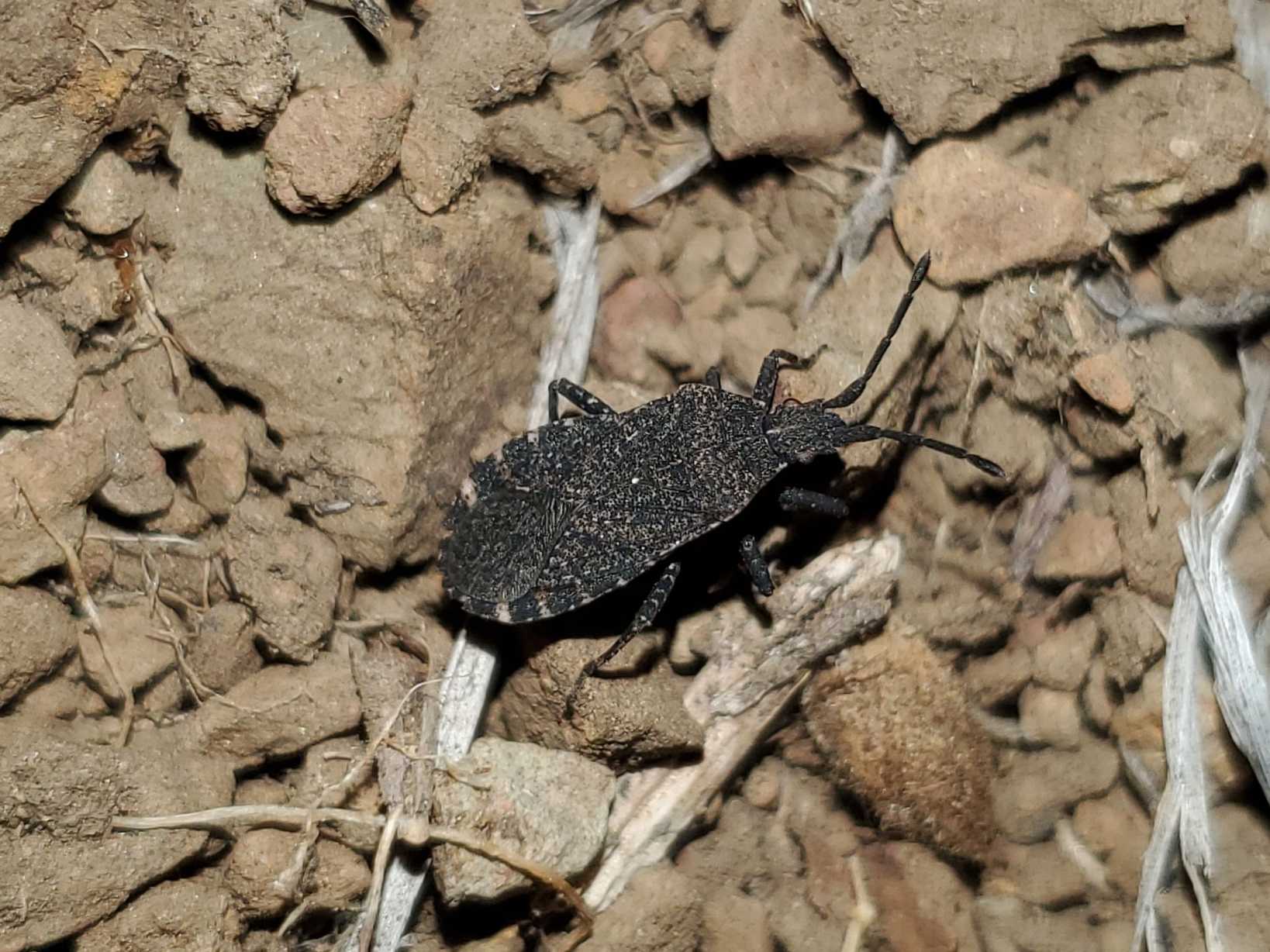 Vazquezitocoris
