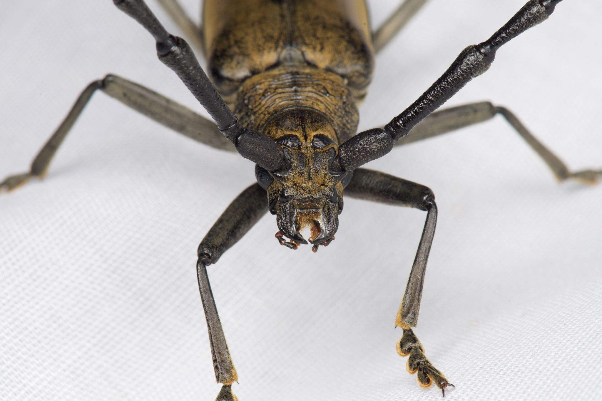 Massicus raddei
