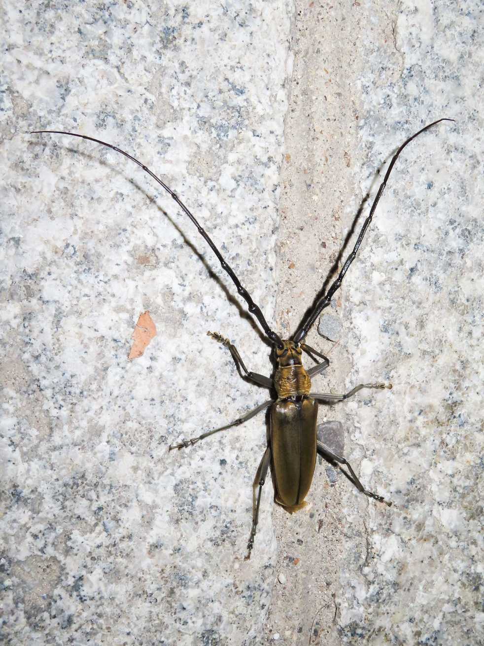 Massicus raddei