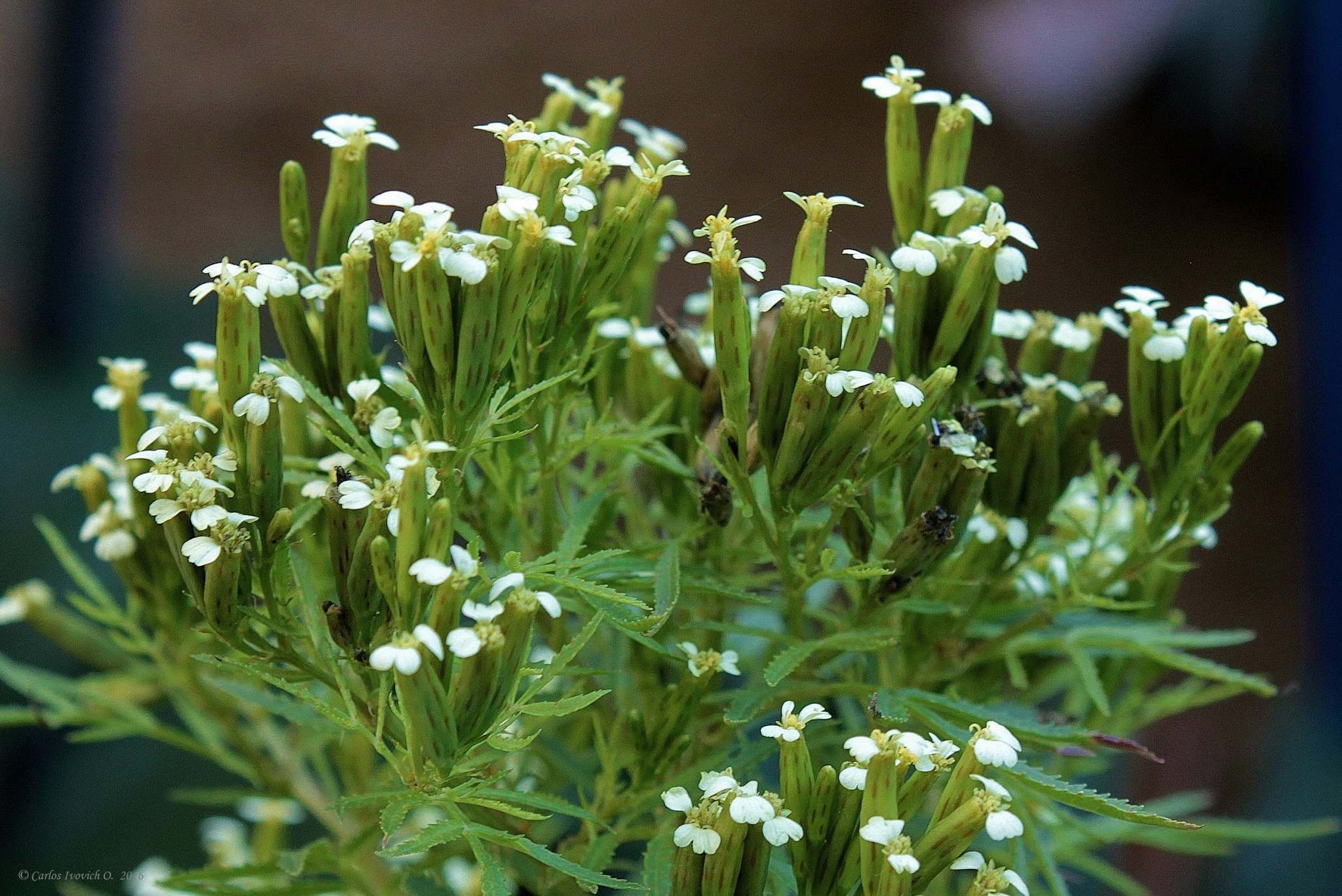 Tagetes minuta