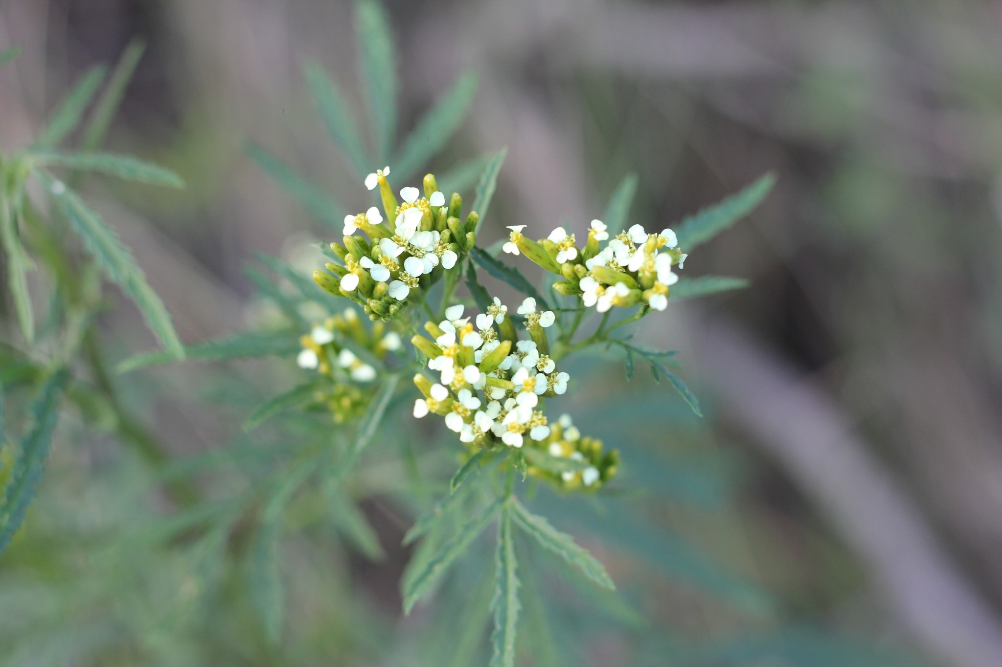 Tagetes minuta