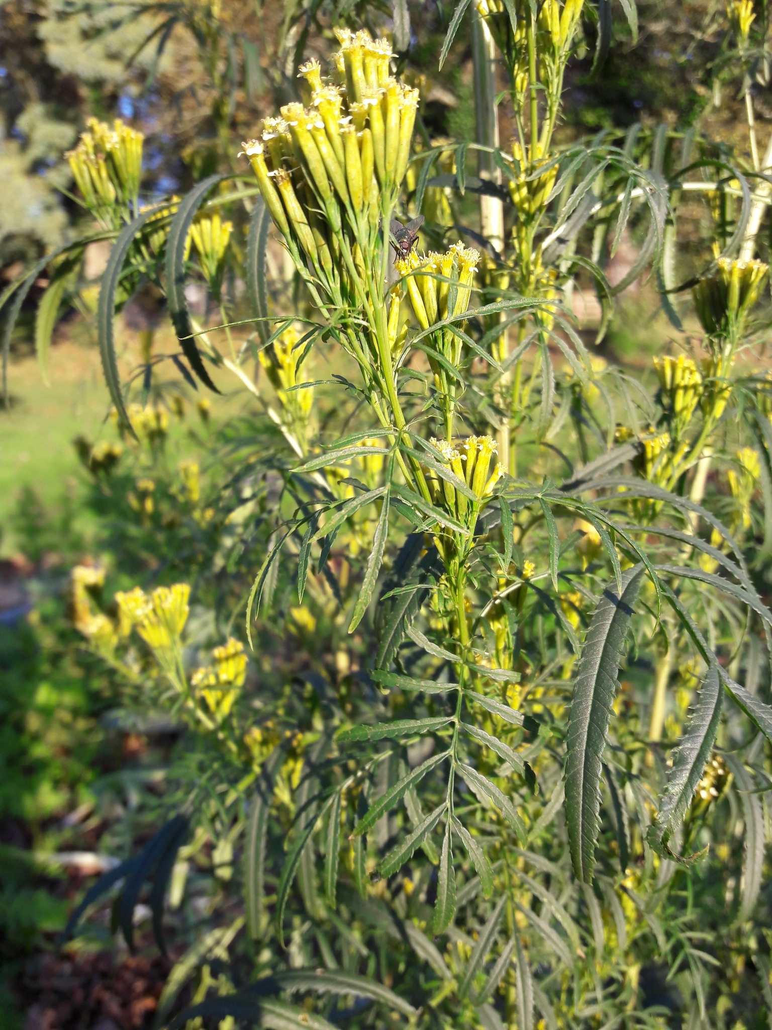 Tagetes minuta
