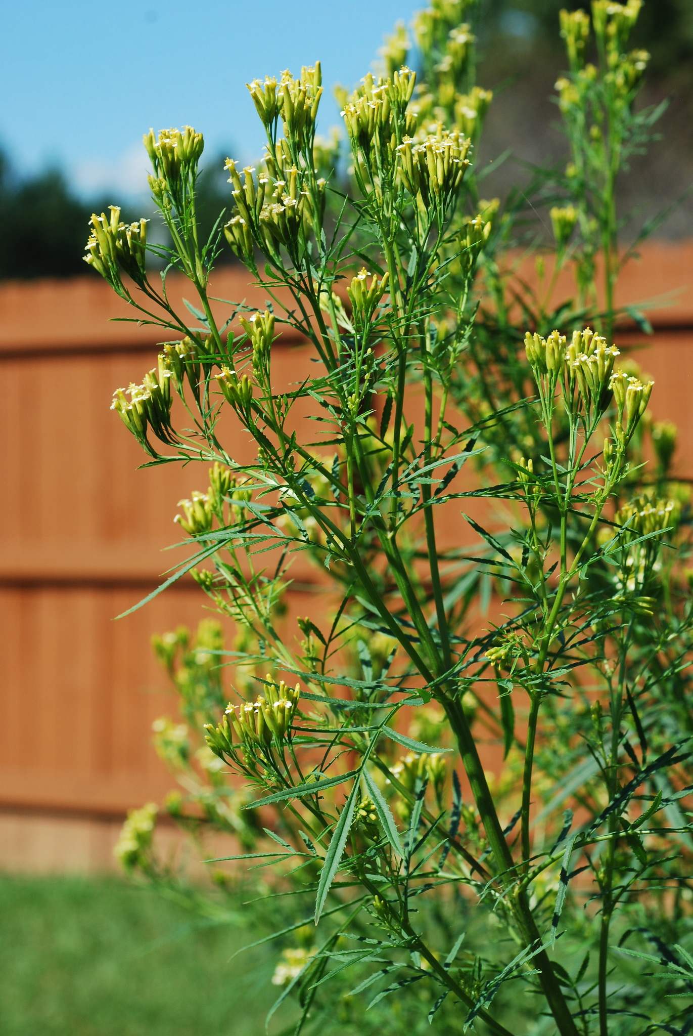 Tagetes minuta