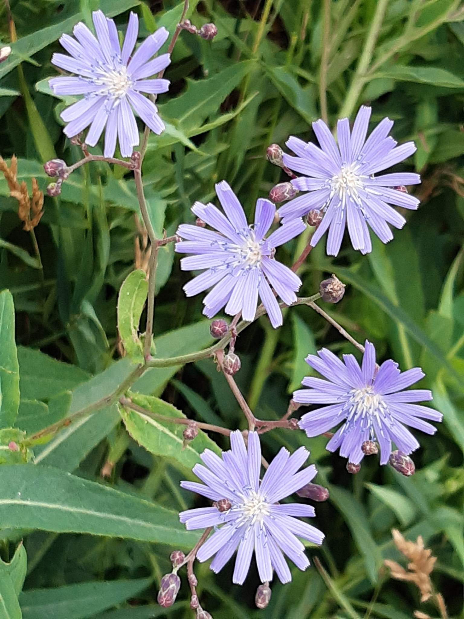 Lactuca tatarica