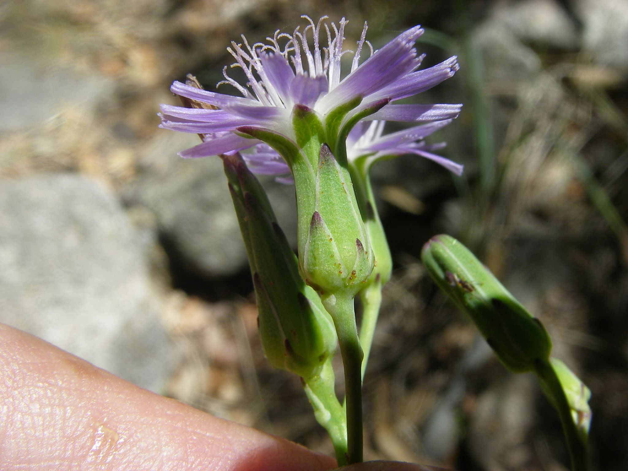 Lactuca tatarica