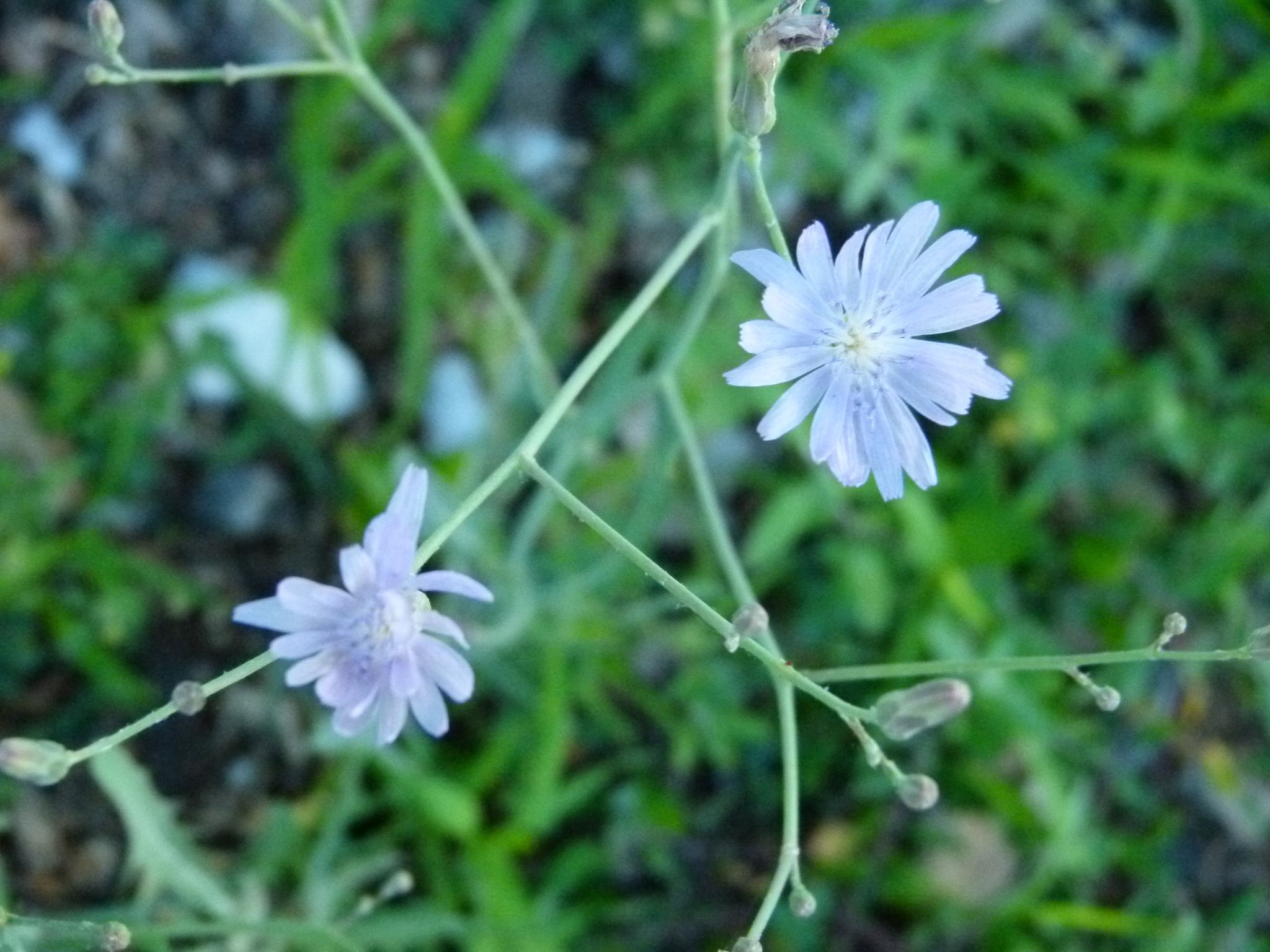 Lactuca tatarica