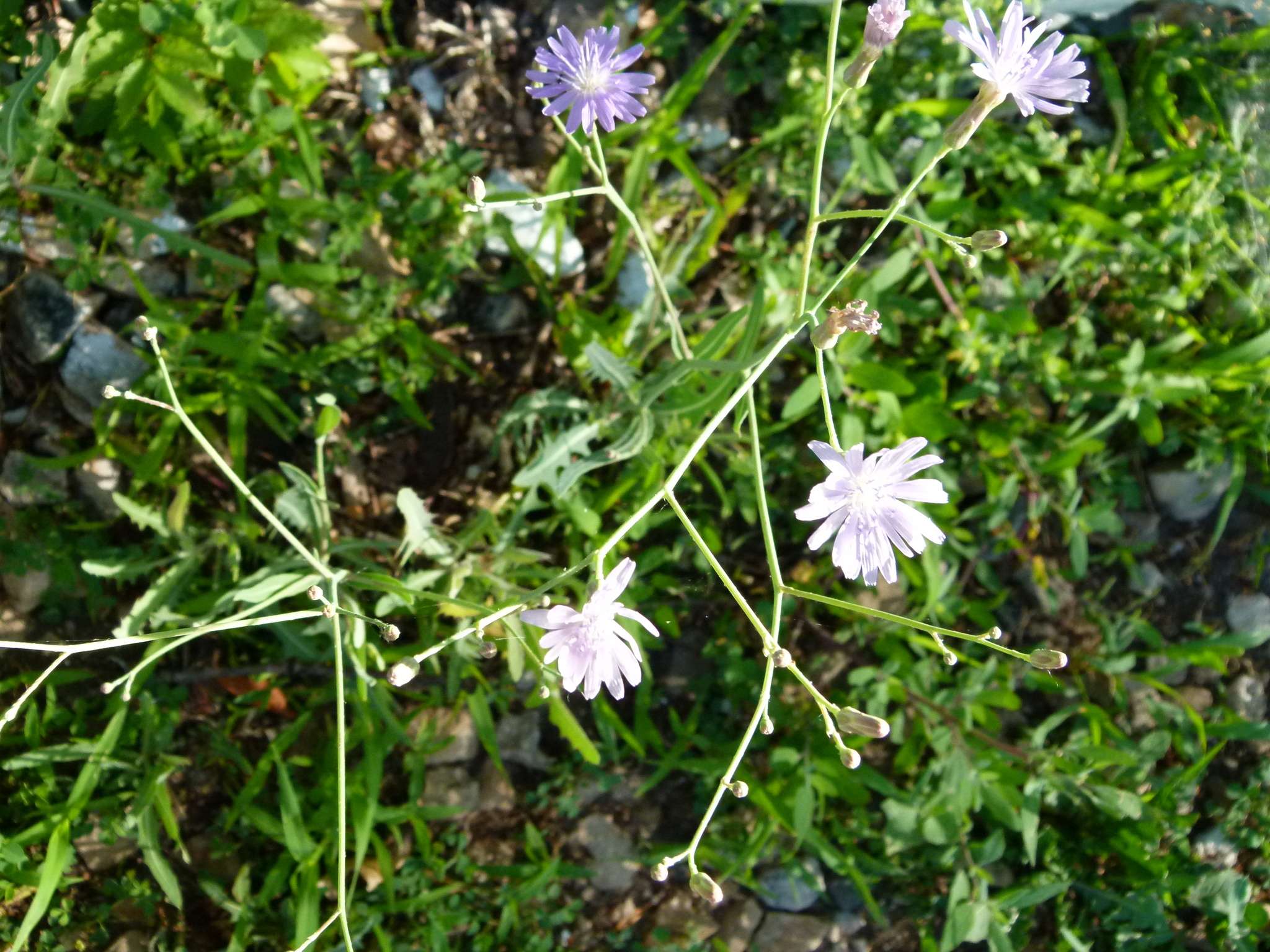 Lactuca tatarica