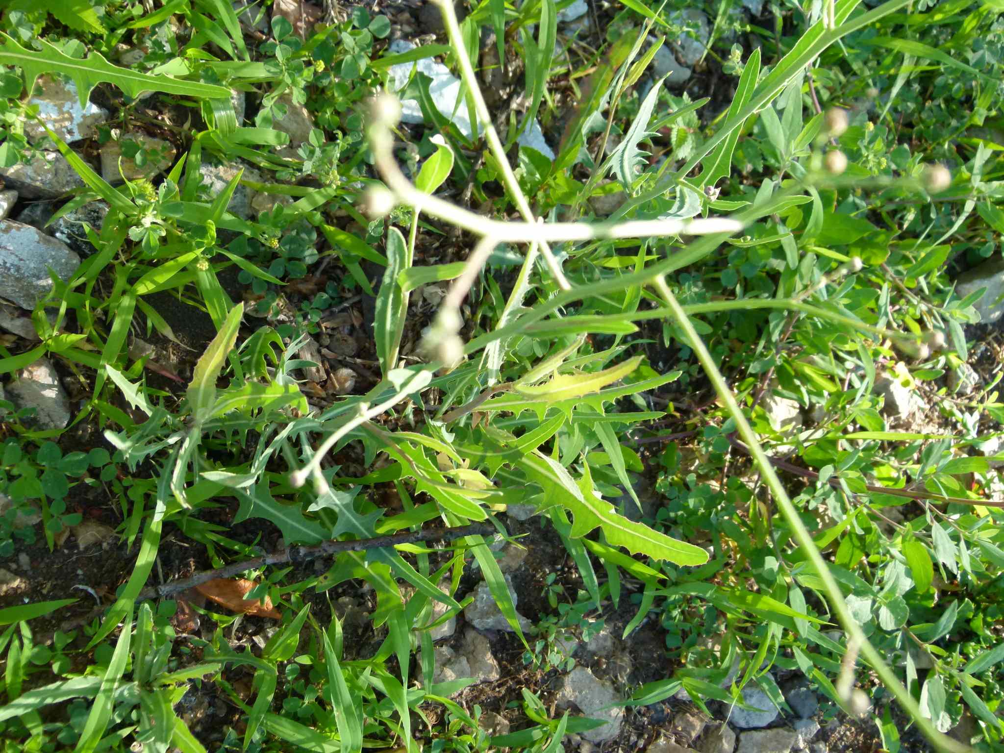 Lactuca tatarica