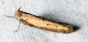 Elasmopalpus lignosellus