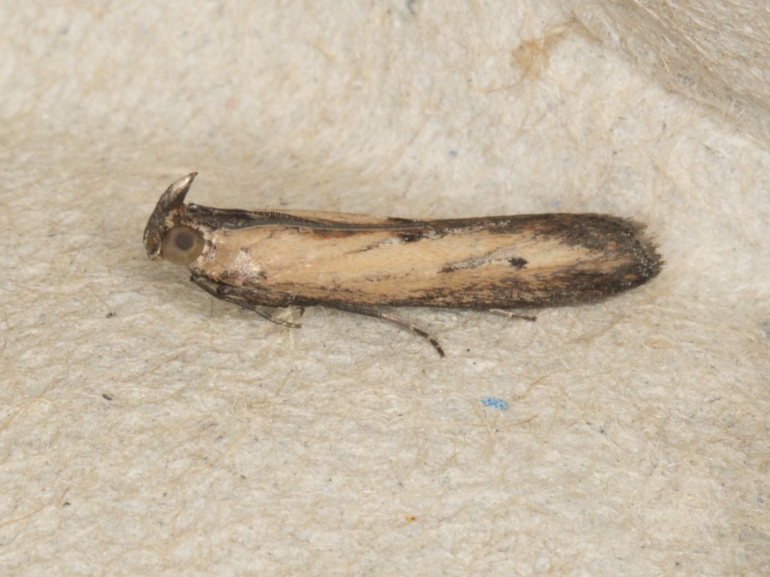 Elasmopalpus lignosellus