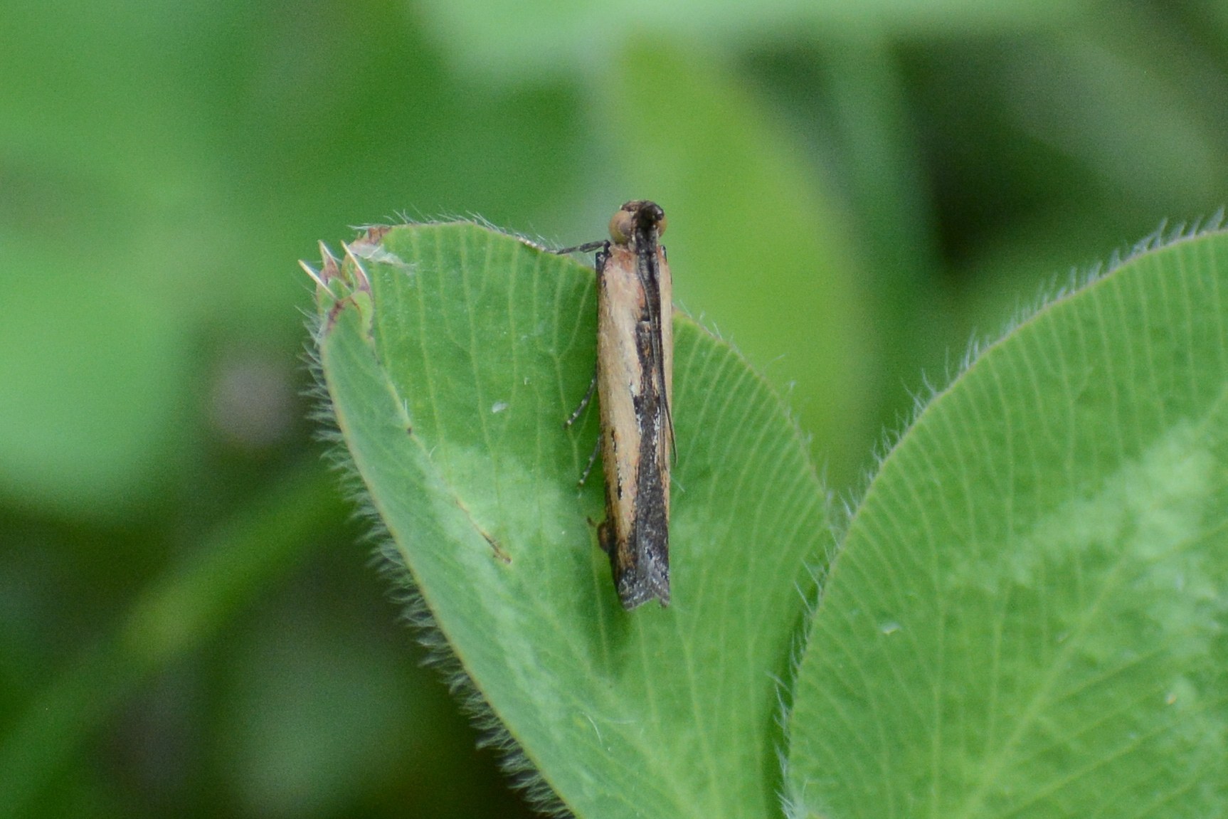 Elasmopalpus lignosellus