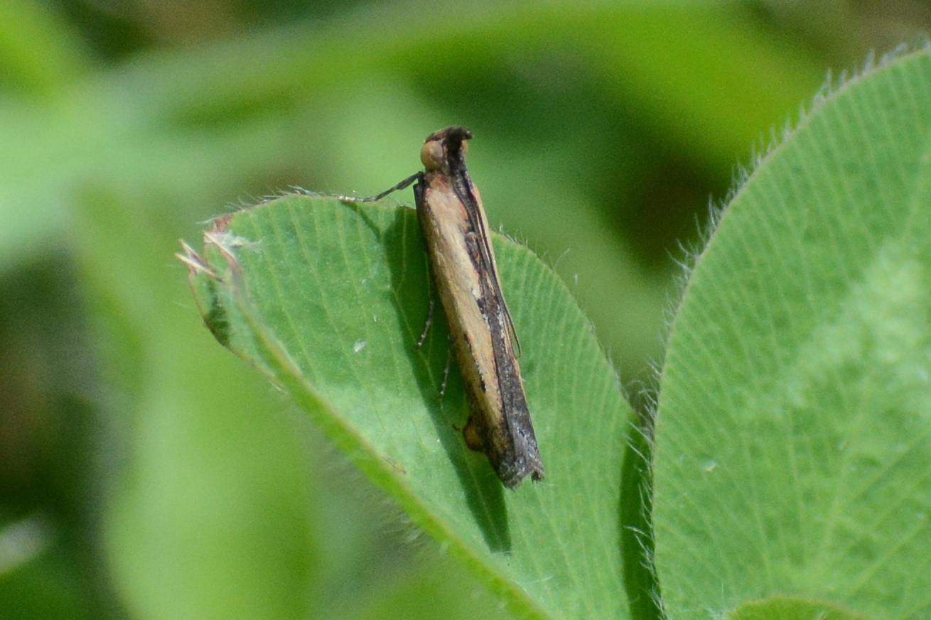 Elasmopalpus lignosellus