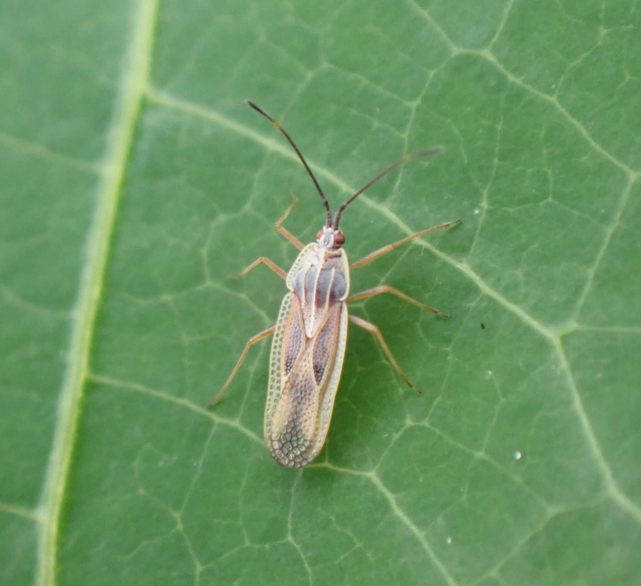 Vatiga illudens