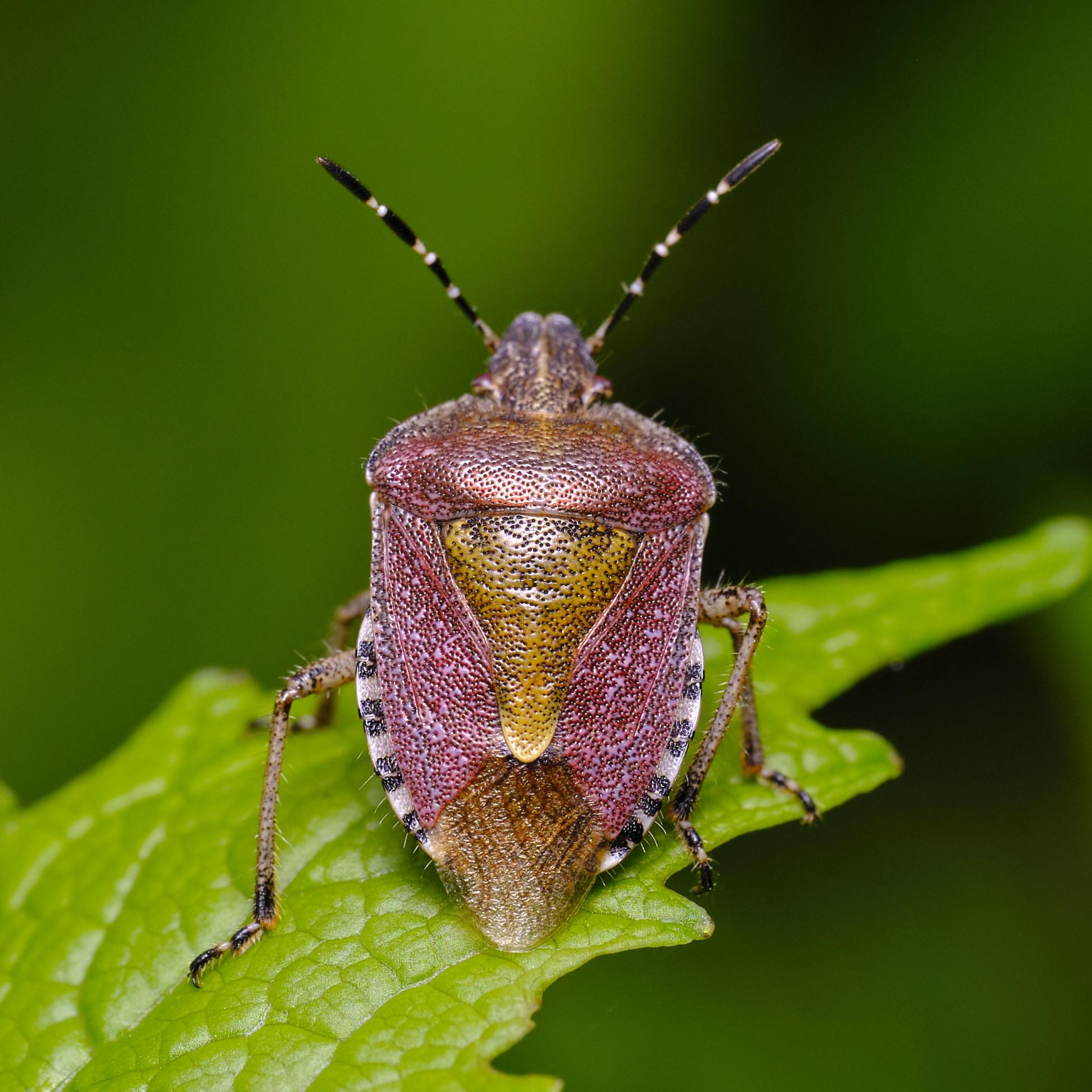 Dolycoris baccarum