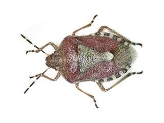 Dolycoris baccarum