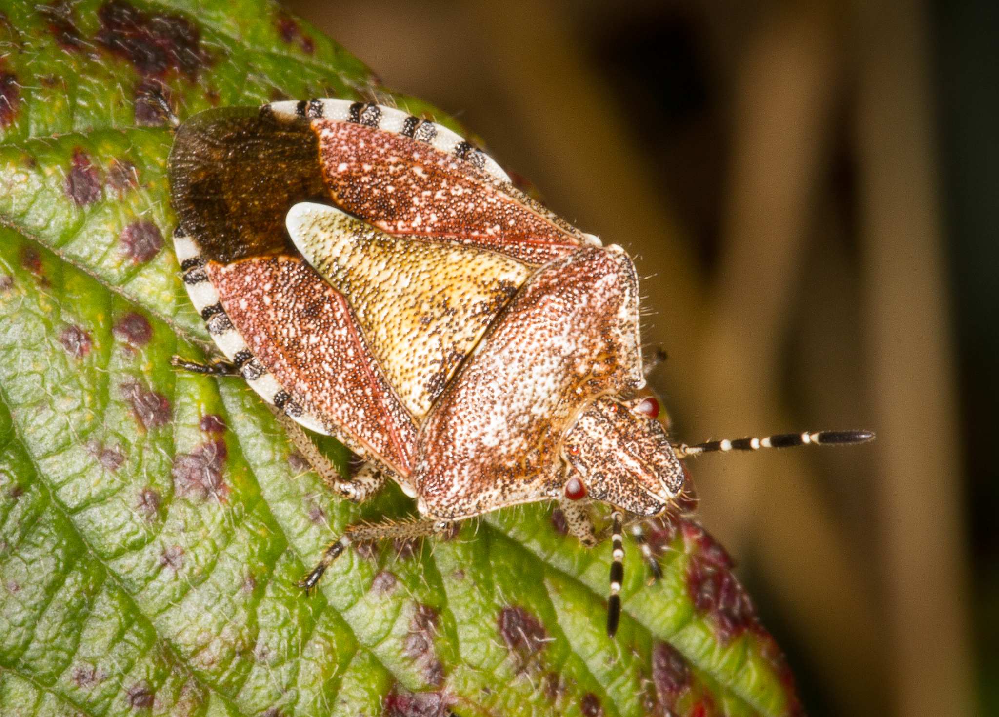 Dolycoris baccarum