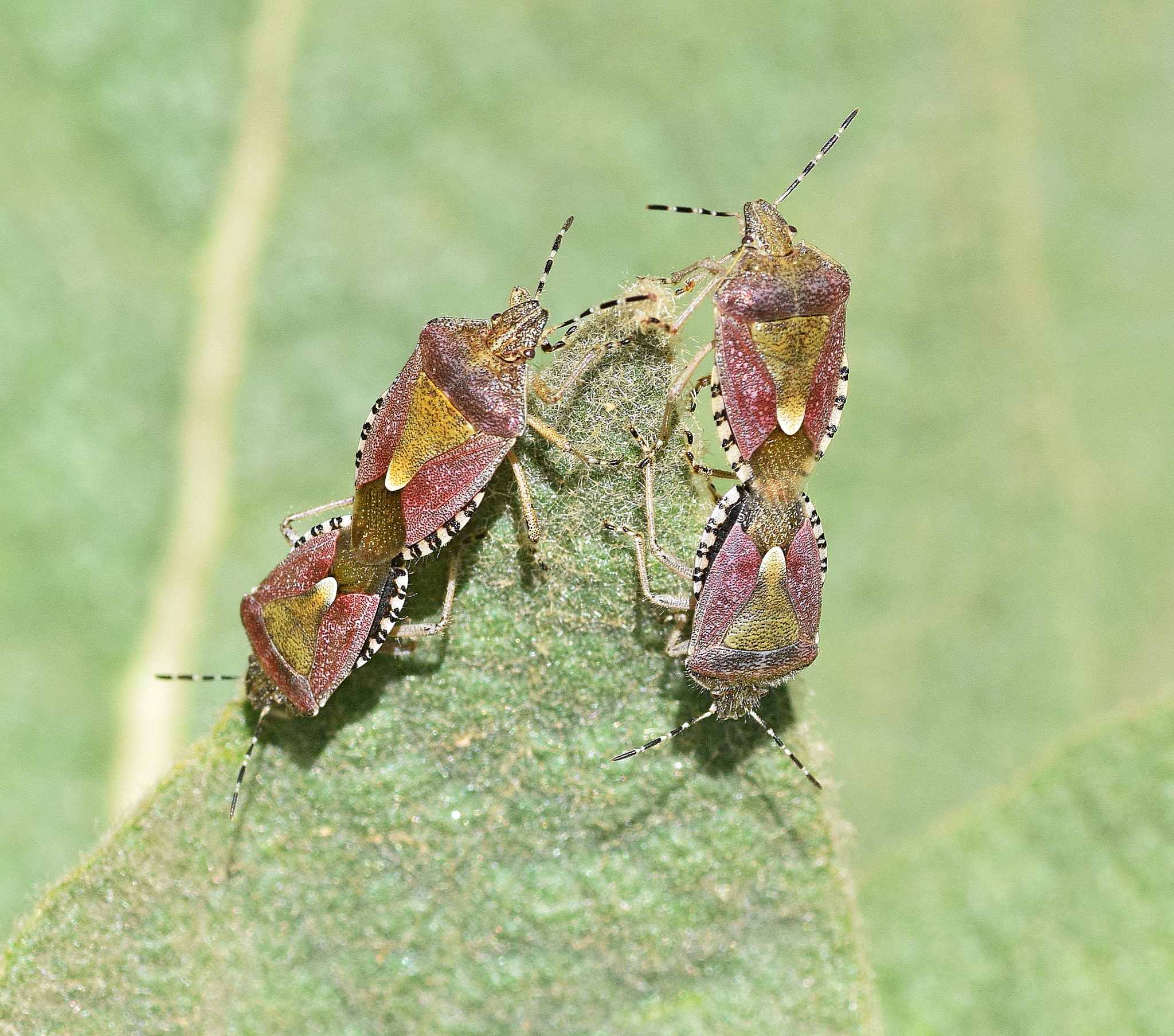 Dolycoris baccarum