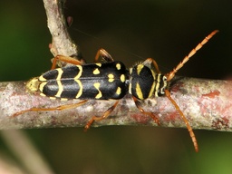 Plagionotus arcuatus