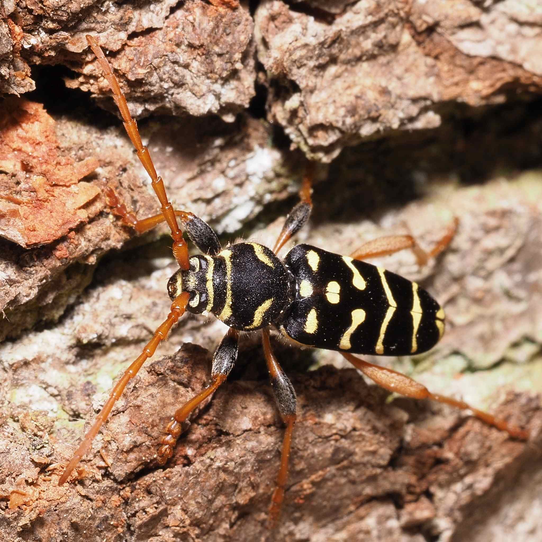 Plagionotus arcuatus