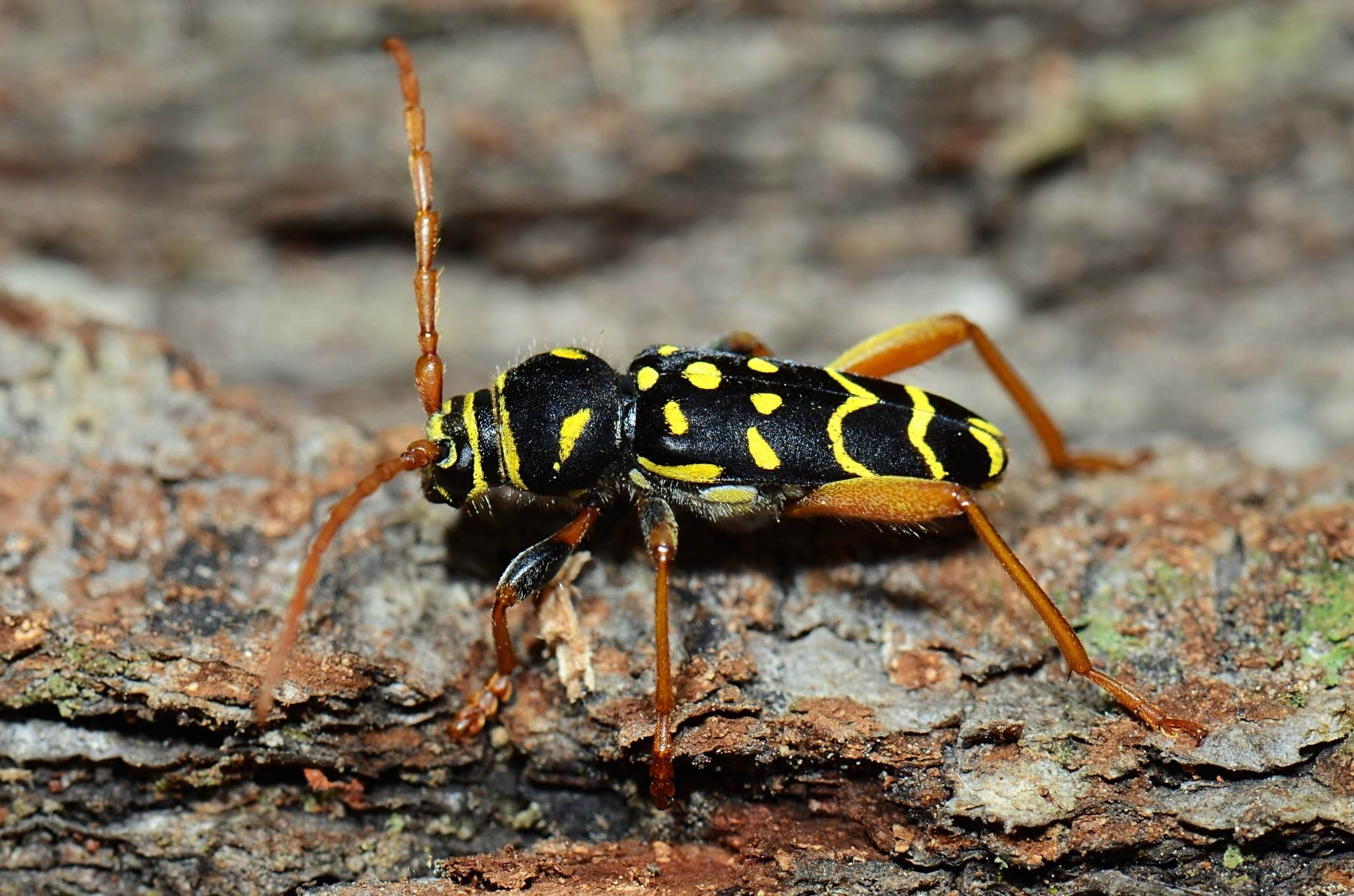 Plagionotus arcuatus
